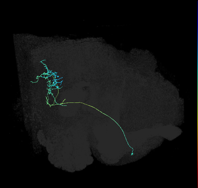 WEDPN13_R (FlyEM-HB:5813003188)