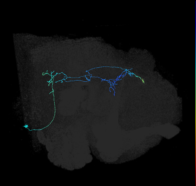 adult wedge projection neuron 2