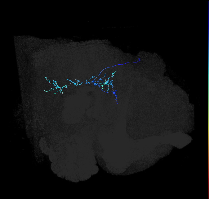 BLP1 lineage neuron