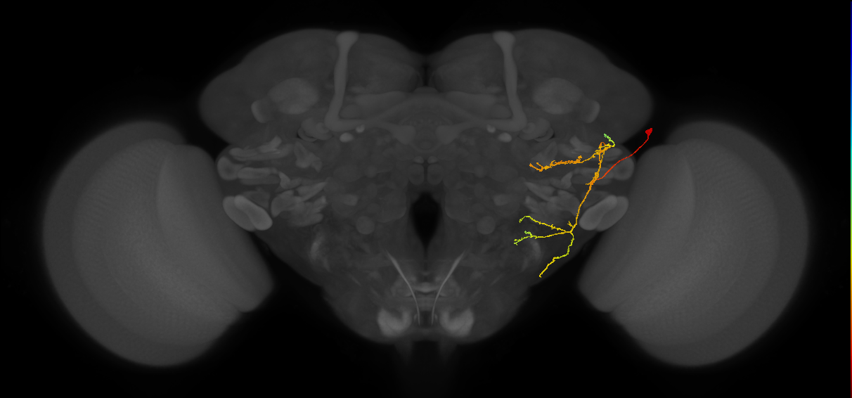 WEDPN6C_R (FlyEM-HB:1318184105)