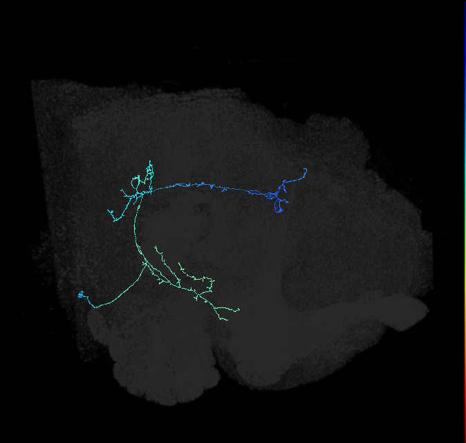 BAlp2 lineage neuron