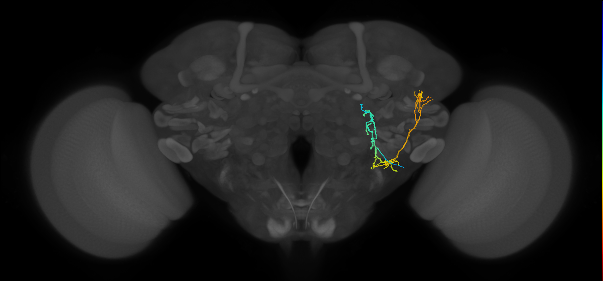 WEDPN7A_R (FlyEM-HB:5813015982)
