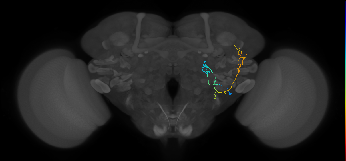 WEDPN7B_R (FlyEM-HB:1040609241)