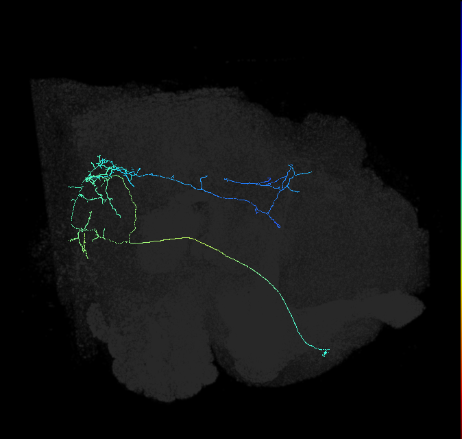 DALd lineage neuron
