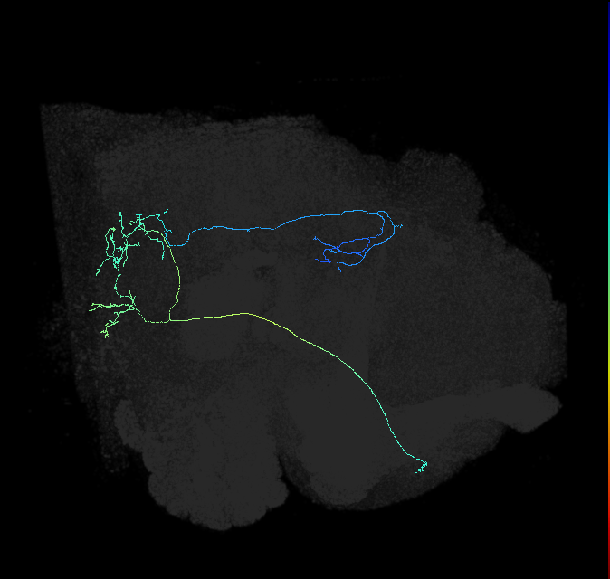 WEDPN8A_R (FlyEM-HB:5901203887)