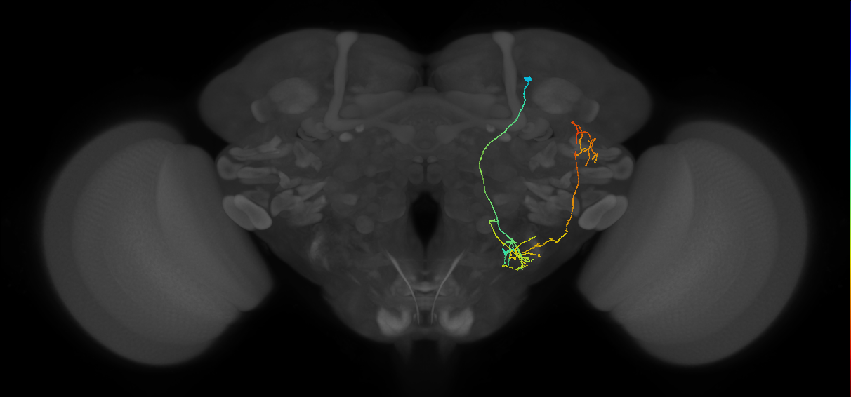 WEDPN8A_R (FlyEM-HB:5901203887)