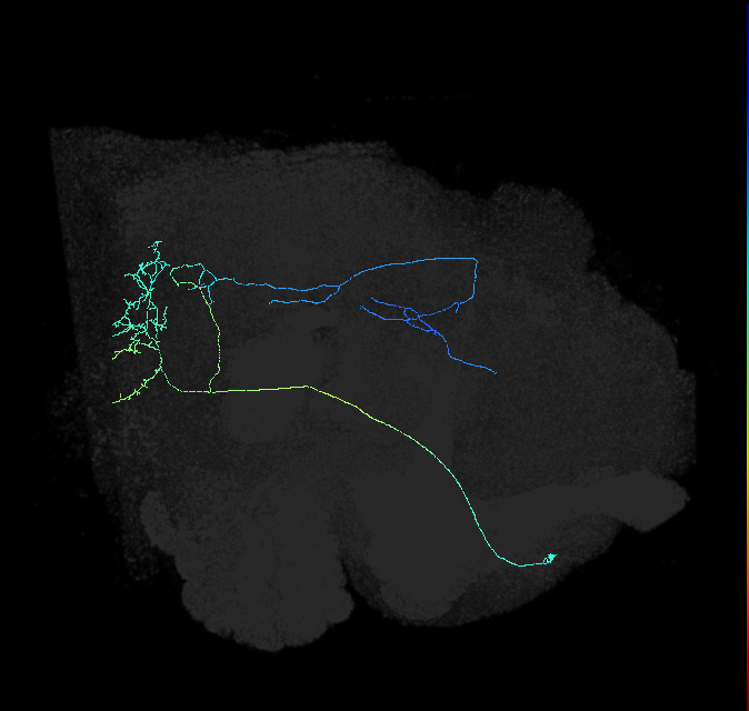 WEDPN8B_R (FlyEM-HB:2061028219)