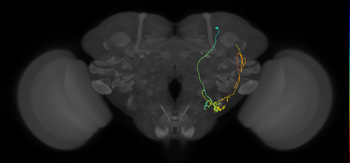 WEDPN8B_R (FlyEM-HB:2061028219)
