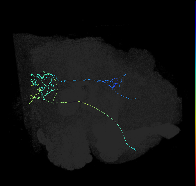WEDPN8C_R (FlyEM-HB:2096909904)