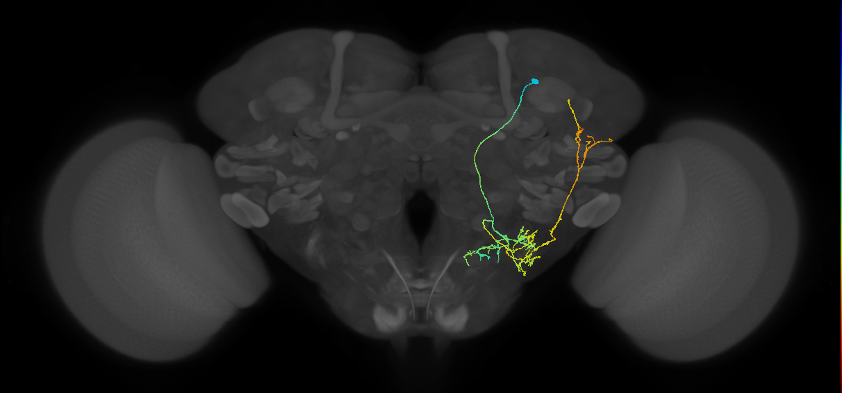 WEDPN8C_R (FlyEM-HB:2096909904)