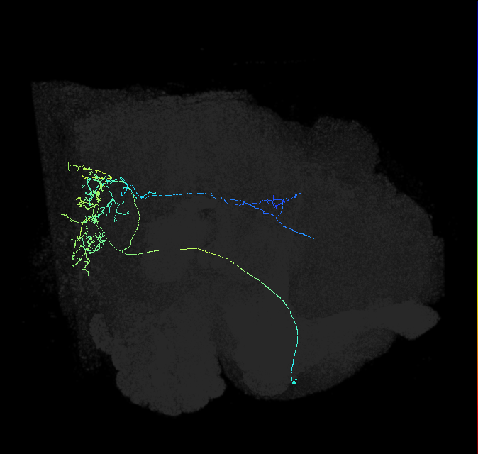 WEDPN8C_R (FlyEM-HB:5813055629)