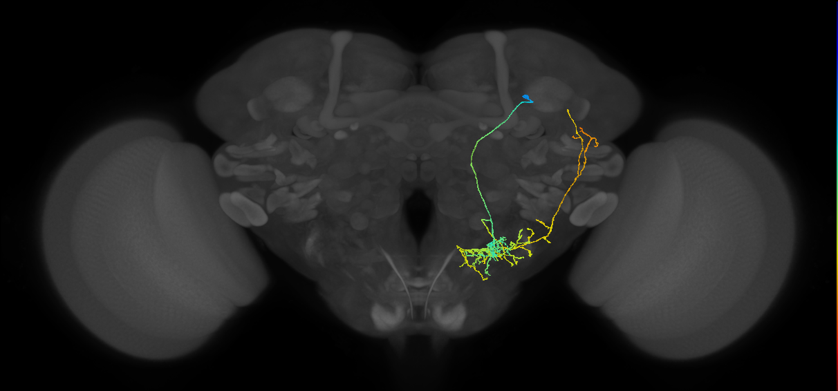 WEDPN8C_R (FlyEM-HB:5813055629)