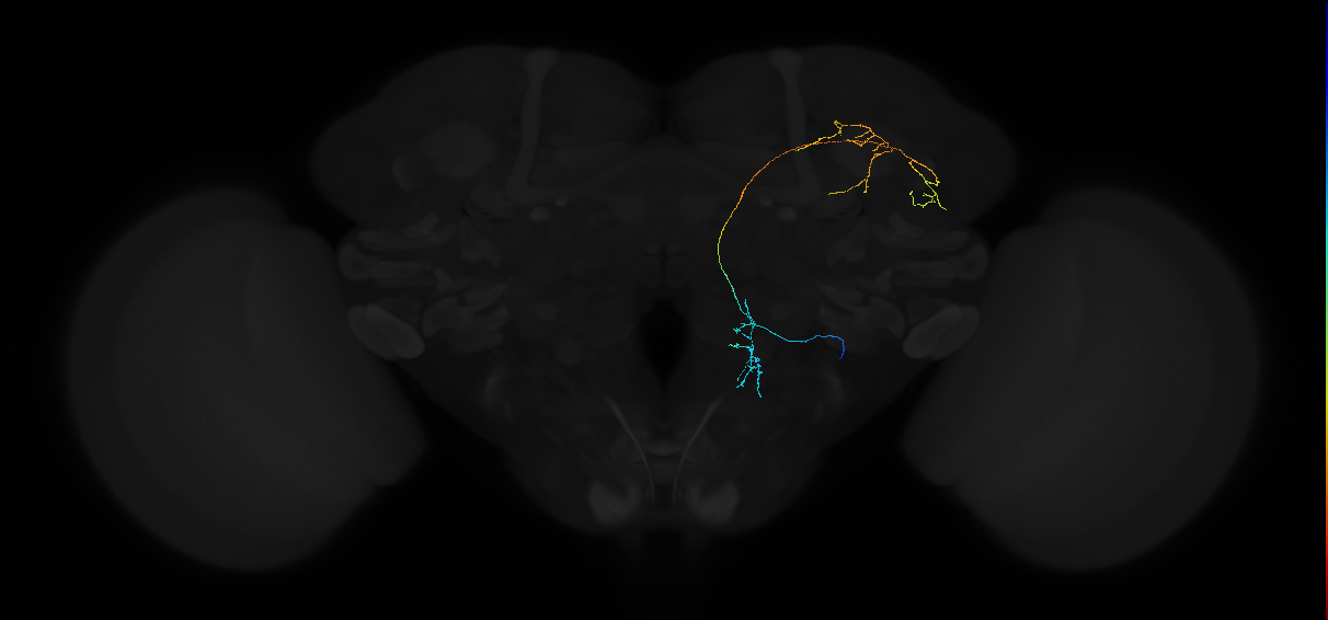 adult antennal lobe projection neuron