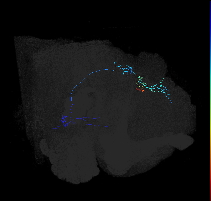 aMe26 (FlyEM-HB:543702186)