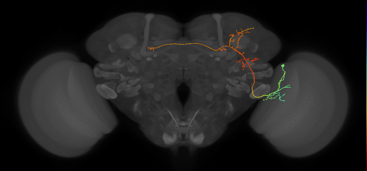 aMe26 (FlyEM-HB:543702186)