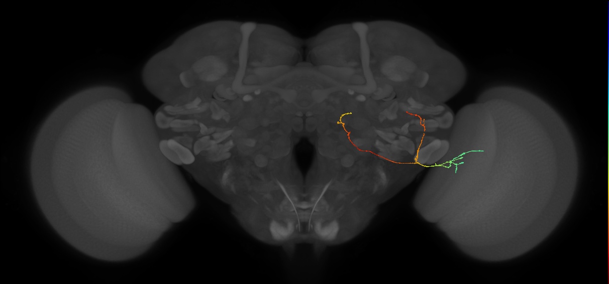 aMe5 (FlyEM-HB:1656523777)