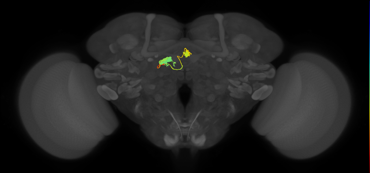 hDeltaA_14_C12 (FlyEM-HB:1070784934)