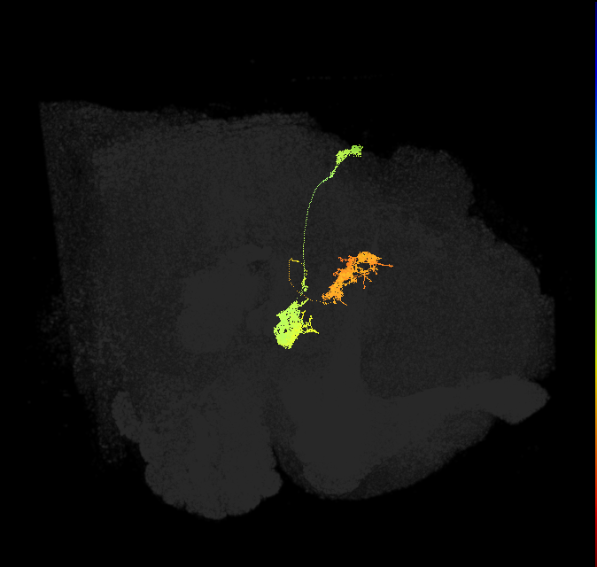 hDeltaB_01_C1 (FlyEM-HB:1100797044)