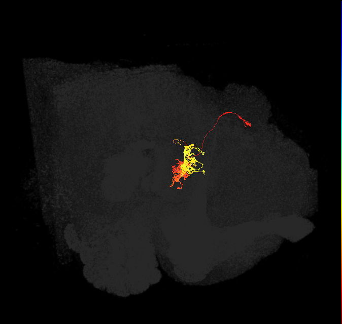 hDeltaB_12_C10 (FlyEM-HB:1192606191)