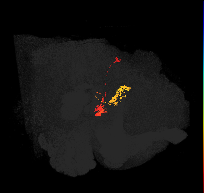 hDeltaB_14_C12 (FlyEM-HB:1100788127)