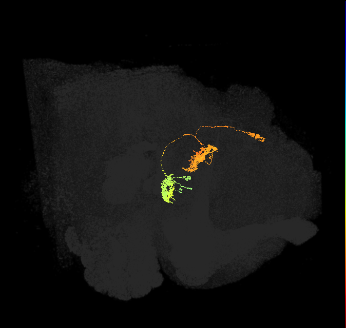hDeltaB_08_C7 (FlyEM-HB:1413813658)