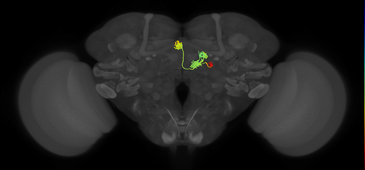 hDeltaC_01_C1 (FlyEM-HB:915623433)