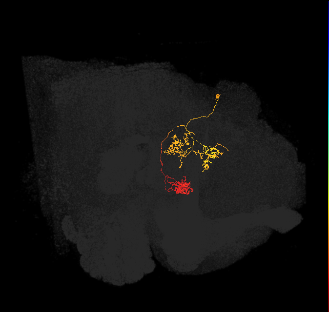 hDeltaC_07_C6 (FlyEM-HB:915615087)