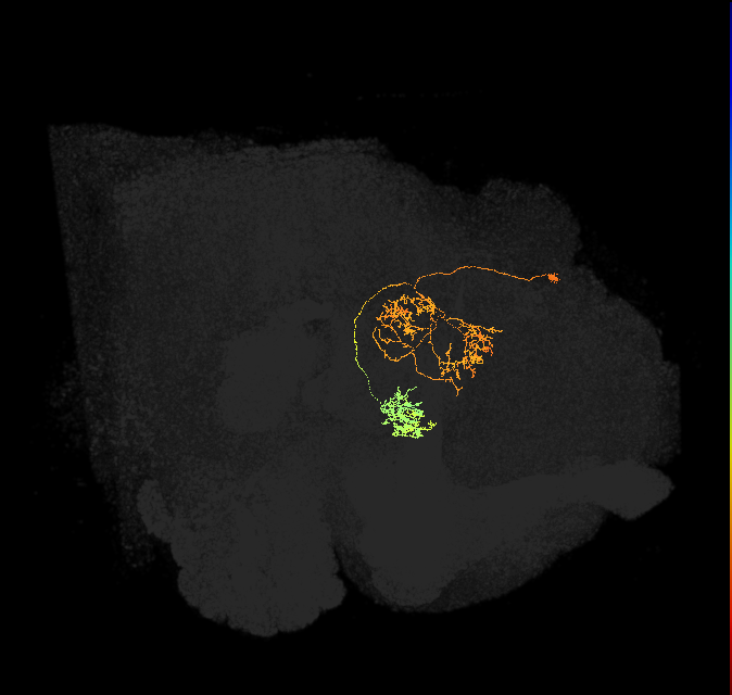 hDeltaC_08_C7 (FlyEM-HB:1230004806)