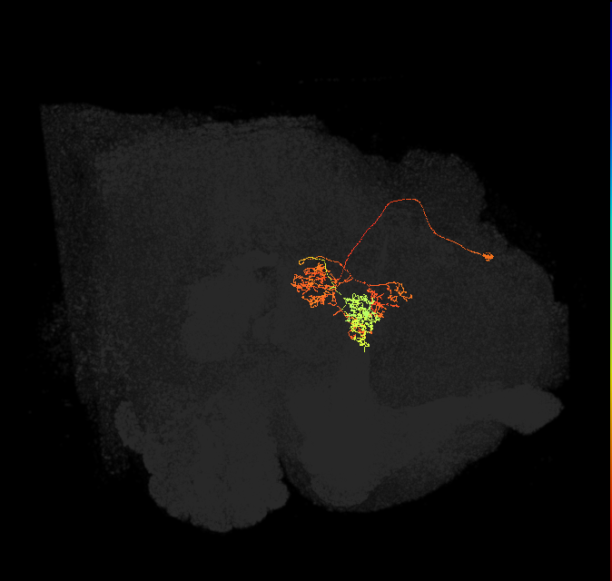 hDeltaC_11_C9 (FlyEM-HB:1165542823)