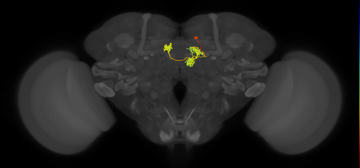 hDeltaC_03_C3 (FlyEM-HB:5813063375)