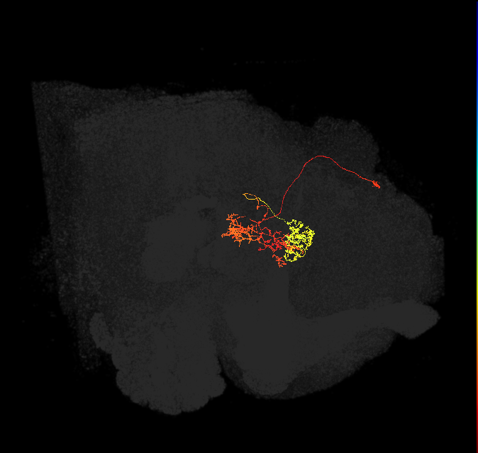 hDeltaC_12_C10 (FlyEM-HB:1040397559)
