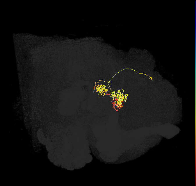 hDeltaC_04_C4 (FlyEM-HB:1040402220)