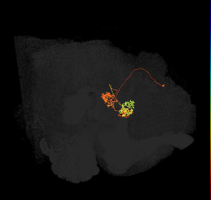 hDeltaC_11_C9 (FlyEM-HB:1102454319)