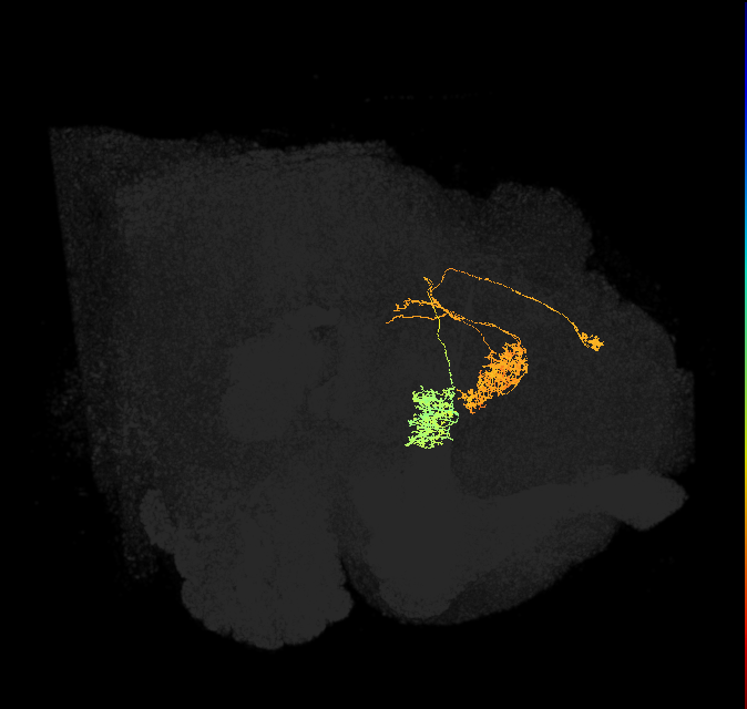 hDeltaF_08_C4 (FlyEM-HB:1166885674)