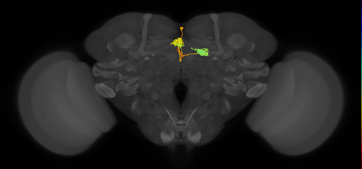 hDeltaF_08_C4 (FlyEM-HB:1166885674)