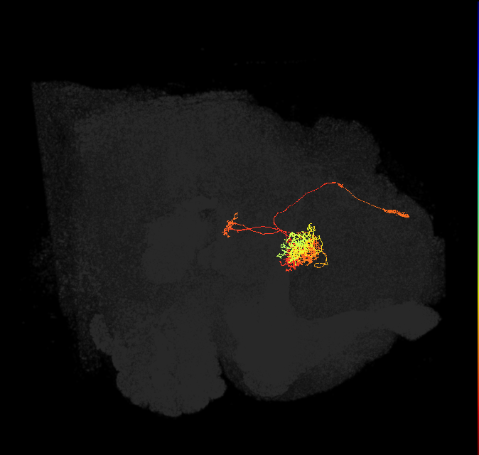 hDeltaF_10_C5b (FlyEM-HB:949054716)