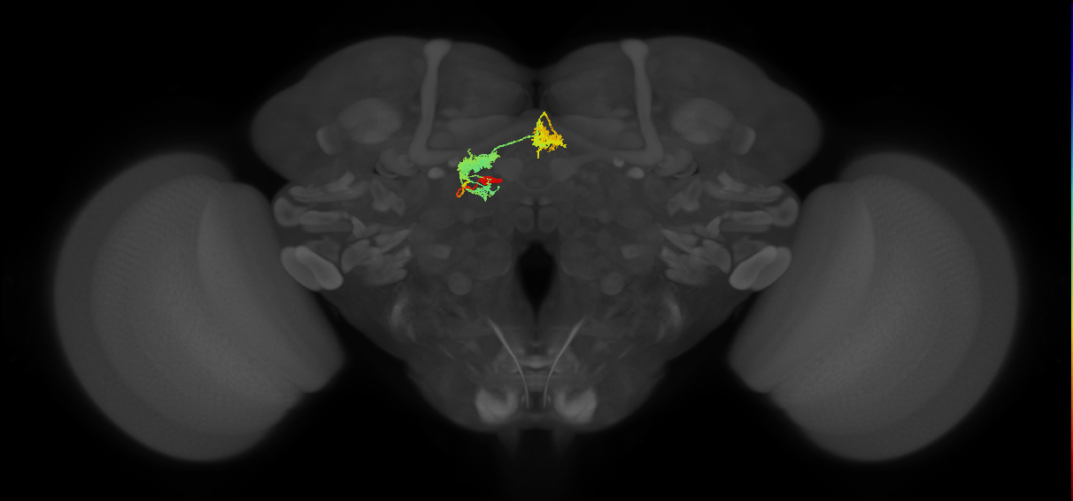 hDeltaG_14_C8 (FlyEM-HB:915943091)