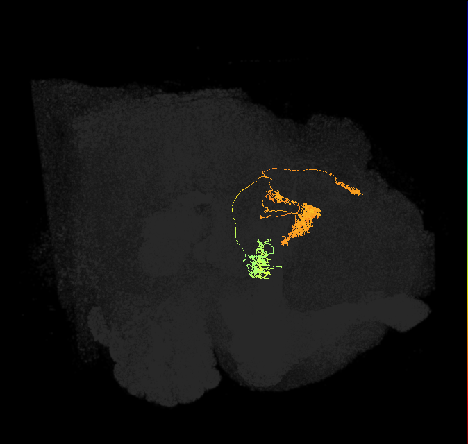 hDeltaG_08_C5 (FlyEM-HB:5813027997)