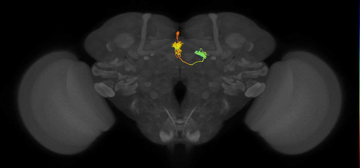 hDeltaG_08_C5 (FlyEM-HB:5813027997)