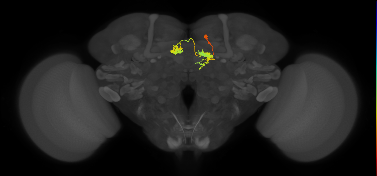 hDeltaG_03_C2 (FlyEM-HB:1035942041)