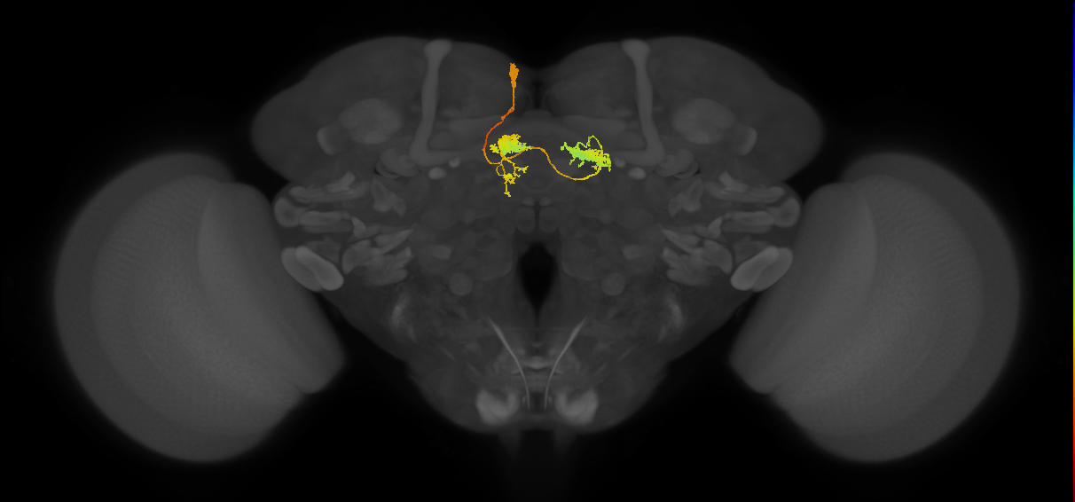 hDeltaG_11_C6 (FlyEM-HB:1039771675)