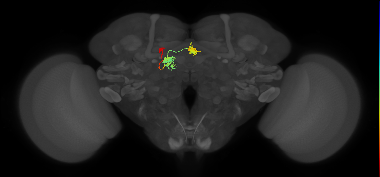 hDeltaH_14_C8 (FlyEM-HB:978358080)