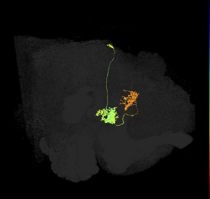 hDeltaH_01_C1 (FlyEM-HB:5813022922)