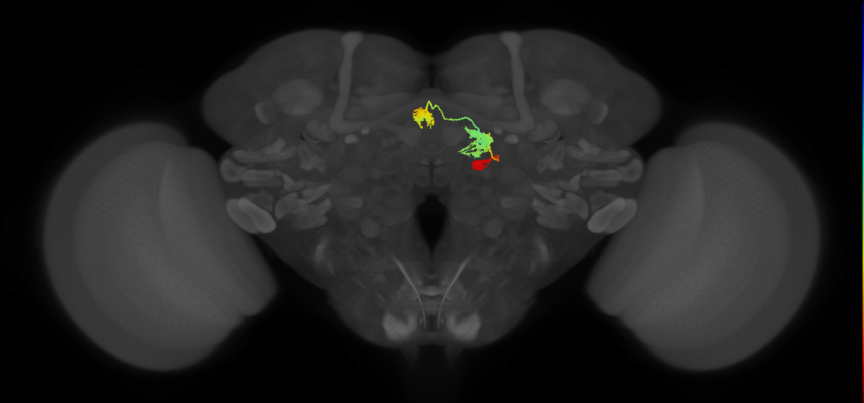 hDeltaH_01_C1 (FlyEM-HB:5813022922)