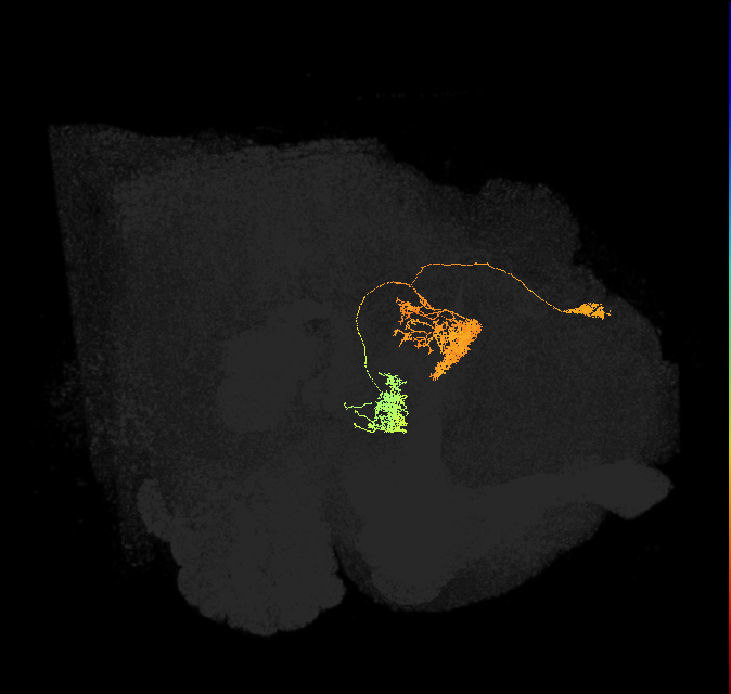 hDeltaH_08_C5 (FlyEM-HB:1039081028)