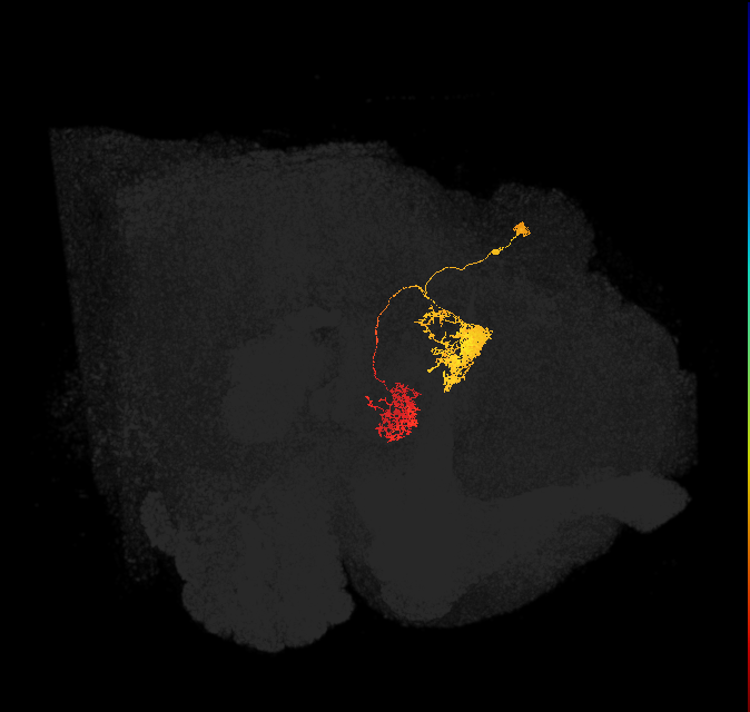 hDeltaH_07_C4 (FlyEM-HB:1039404729)