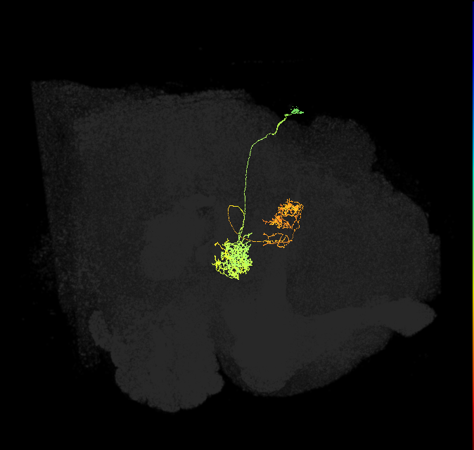 hDeltaI_01_C1 (FlyEM-HB:1100796838)