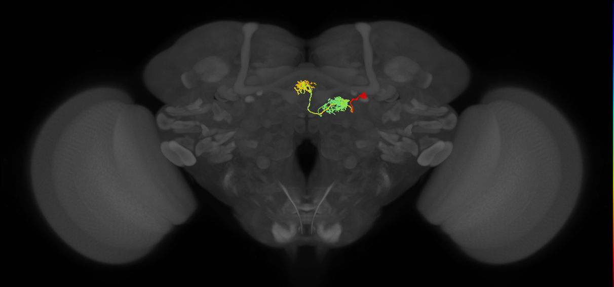 hDeltaI_01_C1 (FlyEM-HB:1100796838)