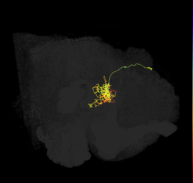 hDeltaI_04_C4 (FlyEM-HB:1129042596)