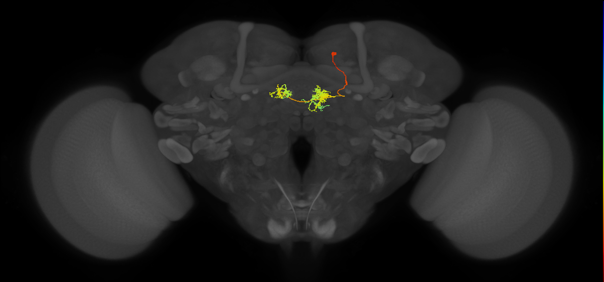 hDeltaI_04_C4 (FlyEM-HB:1129042596)